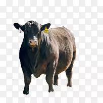 安格斯牛牛喜剧“卡尔森销售动物-安格斯牛”-空若网 安格斯牛牛喜剧“卡尔森销售动物-安格斯牛”-空若网