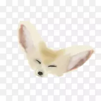 狗耳毛鼻子-芬尼克狐狸-空若网 狗耳毛鼻子-芬尼克狐狸-空若网