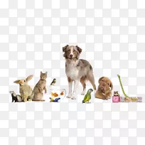 宠物狗-空若网 宠物狗-空若网