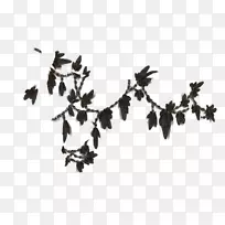 ��Ҷ����-��ë��ɫ-������