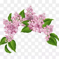 紫梦花-空若网 紫梦花-空若网