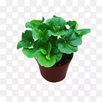 咖啡咖啡厅叶花盆咖啡-家庭咖啡树图片材料-空若网 咖啡咖啡厅叶花盆咖啡-家庭咖啡树图片材料-空若网