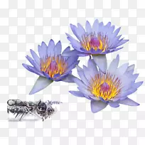 Nelumbo nucifera���������ֽ-ˮ�ٺ�-������