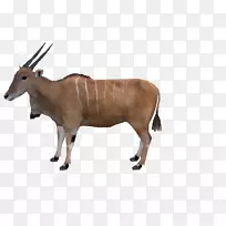 泽布水牛角陆生动物-邦戈动物-空若网 泽布水牛角陆生动物-邦戈动物-空若网