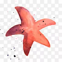 海星水彩画透明水彩海洋生物.海星-空若网 海星水彩画透明水彩海洋生物.海星-空若网