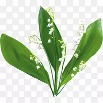 ɽ�ȵİٺ϶�����������-�ٺϻ���ɽ��-������