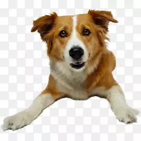 狗训练动物训练宠物服从试验犬-空若网 狗训练动物训练宠物服从试验犬-空若网