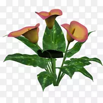 花卉设计切花植物茎芽花-空若网 花卉设计切花植物茎芽花-空若网