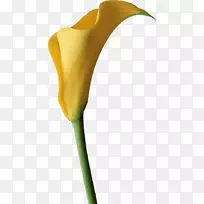 插花艺术-空若网 插花艺术-空若网