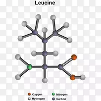 氨基酸谷氨酸天冬氨酸酪氨酸-空若网 氨基酸谷氨酸天冬氨酸酪氨酸-空若网