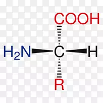 化学氨基酸生物合成-空若网 化学氨基酸生物合成-空若网