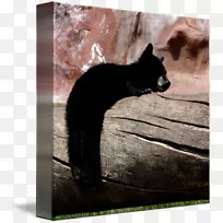 熊猫鼻子野生动物-坚持住-空若网 熊猫鼻子野生动物-坚持住-空若网