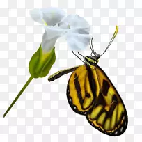 帝王蝶蛾昆虫剪贴画-昆虫-空若网 帝王蝶蛾昆虫剪贴画-昆虫-空若网
