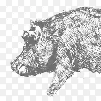 野生野猪奥林匹斯法玛福蒂亚迪山。-奥林匹斯山-空若网 野生野猪奥林匹斯法玛福蒂亚迪山。-奥林匹斯山-空若网