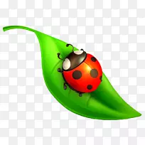 昆虫七点瓢虫电脑图标剪贴画昆虫-空若网 昆虫七点瓢虫电脑图标剪贴画昆虫-空若网