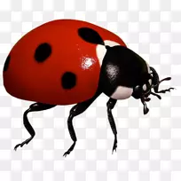 瓢虫昆虫剪贴画-昆虫-空若网 瓢虫昆虫剪贴画-昆虫-空若网