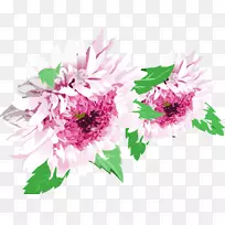 菊花植物花-菊花-空若网 菊花植物花-菊花-空若网