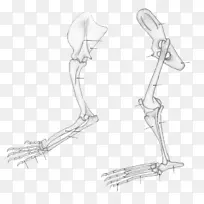 狮子科手指鬣狗数字化-狮子-空若网 狮子科手指鬣狗数字化-狮子-空若网