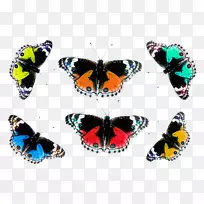 毛茸茸的蝴蝶昆虫蝴蝶-空若网 毛茸茸的蝴蝶昆虫蝴蝶-空若网