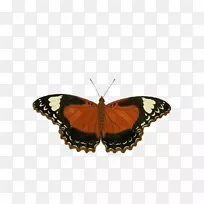 帝王蝴蝶昆虫剪贴画-蝴蝶-空若网 帝王蝴蝶昆虫剪贴画-蝴蝶-空若网