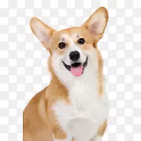 �����޿�����ʿ��ë������ʿ�Ƽ������޹�Ʒ��С��-С��-������