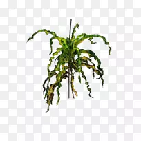 园林巴豆观赏植物贝尼作物黄空气万隆-空若网 园林巴豆观赏植物贝尼作物黄空气万隆-空若网