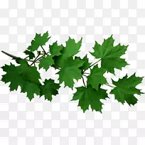 树枝剪贴画-树-空若网 树枝剪贴画-树-空若网