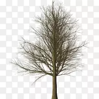 落叶松树枝-空若网 落叶松树枝-空若网