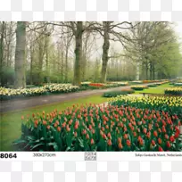 郁金香花园墙郁金香-空若网 郁金香花园墙郁金香-空若网