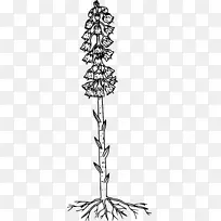 细枝植物茎叶对称-植物滴叶-空若网 细枝植物茎叶对称-植物滴叶-空若网