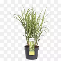 银草,观赏草,花卉盆栽植物-空若网 银草,观赏草,花卉盆栽植物-空若网