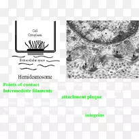 ����Ʒ���°Ͱ�ɫ����-������