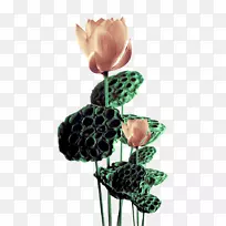 埃及莲藕-空若网 埃及莲藕-空若网