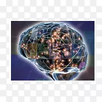 神经科学心理学脑神经元AGY-脑-空若网 神经科学心理学脑神经元AGY-脑-空若网