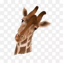 长颈鹿颈部近距离毛皮鼻子长颈鹿-空若网 长颈鹿颈部近距离毛皮鼻子长颈鹿-空若网