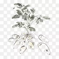 马铃薯蔬菜.手绘马铃薯-空若网 马铃薯蔬菜.手绘马铃薯-空若网