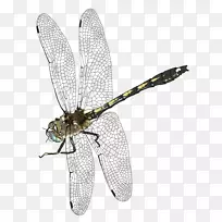 蜻蜓剪贴画-蜻蜓-空若网 蜻蜓剪贴画-蜻蜓-空若网