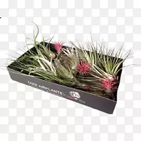 Ë®²Ý»¨ÅèÖ²Îï²£Á§¿ÕÆøÖ²Îï-¿ÕÈôÍø Ë®²Ý»¨ÅèÖ²Îï²£Á§¿ÕÆøÖ²Îï-¿ÕÈôÍø