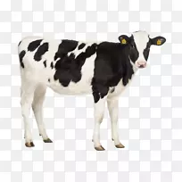 牛荷斯坦,弗里西亚牛,家畜,摄影,马-马-空若网 牛荷斯坦,弗里西亚牛,家畜,摄影,马-马-空若网