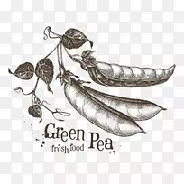 豌豆素描.手绘豌豆-空若网 豌豆素描.手绘豌豆-空若网