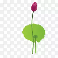 花瓣叶植物茎开花植物-莲花-空若网 花瓣叶植物茎开花植物-莲花-空若网