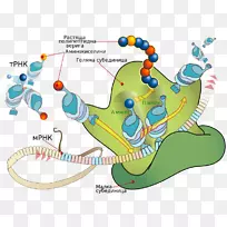 翻译信使RNA蛋白质生物合成转移RNA翻译-空若网 翻译信使RNA蛋白质生物合成转移RNA翻译-空若网