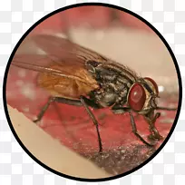 家蝇防治-昆虫-空若网 家蝇防治-昆虫-空若网