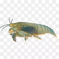 º£¹éöêÓã¹ÛÉÍÓãÈÈ´øÓãÀ¥³æÓãÀà-¿ÕÈôÍø º£¹éöêÓã¹ÛÉÍÓãÈÈ´øÓãÀ¥³æÓãÀà-¿ÕÈôÍø