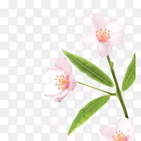 山茶粉m植物茎-巴丹乳-空若网 山茶粉m植物茎-巴丹乳-空若网