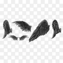 鸟天使翼鸟-空若网 鸟天使翼鸟-空若网