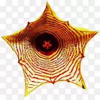 对称线叶型线-空若网 对称线叶型线-空若网