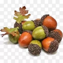 橡树橡子-空若网 橡树橡子-空若网