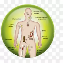 免疫系统有机体免疫学淋巴系统细胞-肾-空若网 免疫系统有机体免疫学淋巴系统细胞-肾-空若网