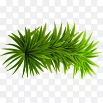 С���̲�-������